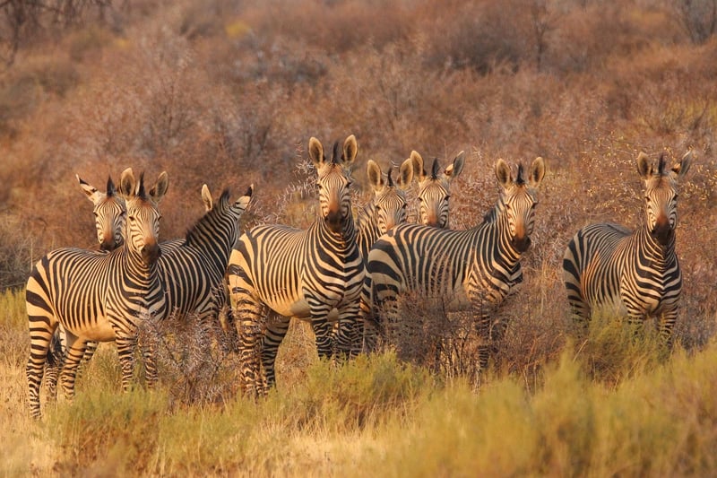 African Adventure